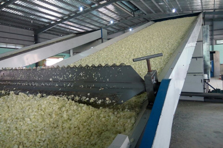 installation cabbage dryer machine